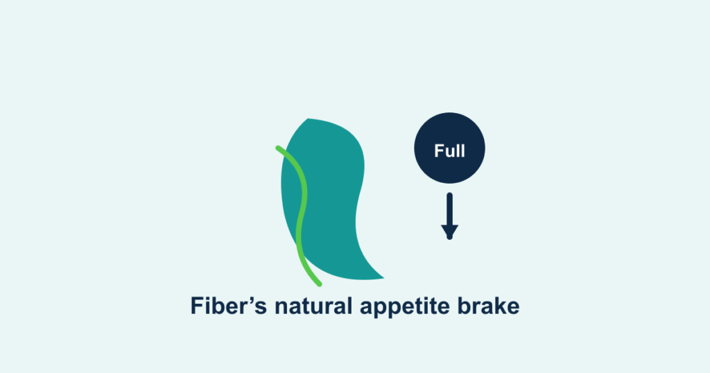 A gel-forming fiber strand next to a full stomach and a downward appetite arrow