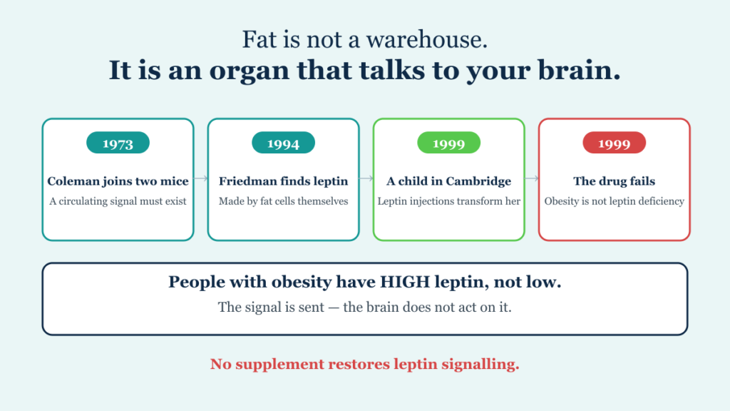 Timeline of leptin discovery: Coleman's 1973 parabiosis mice, Friedman's 1994 gene cloning, 1999 child treated in Cambridge, and the 1999 failure of leptin as an obesity drug